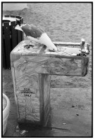 https://www.ed-templeton.com/files/gimgs/th-150_Seagull drinks fountain Avalon.jpg